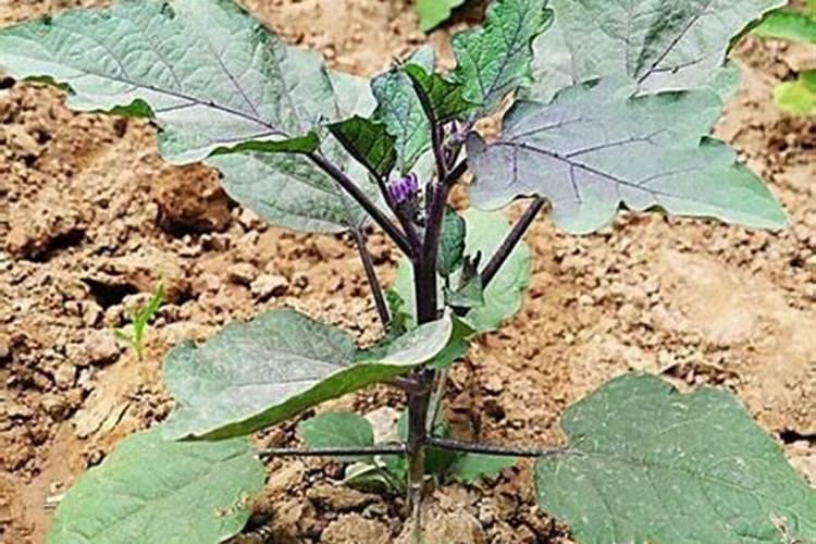 茄子种植后多长时间浇水多长时间施肥
