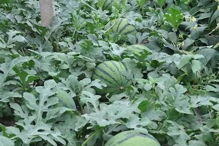 大量元素水溶肥与复合肥比较