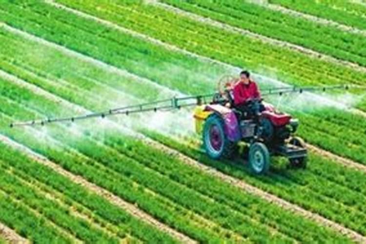 小白菜苗期可以用硼钼肥吗