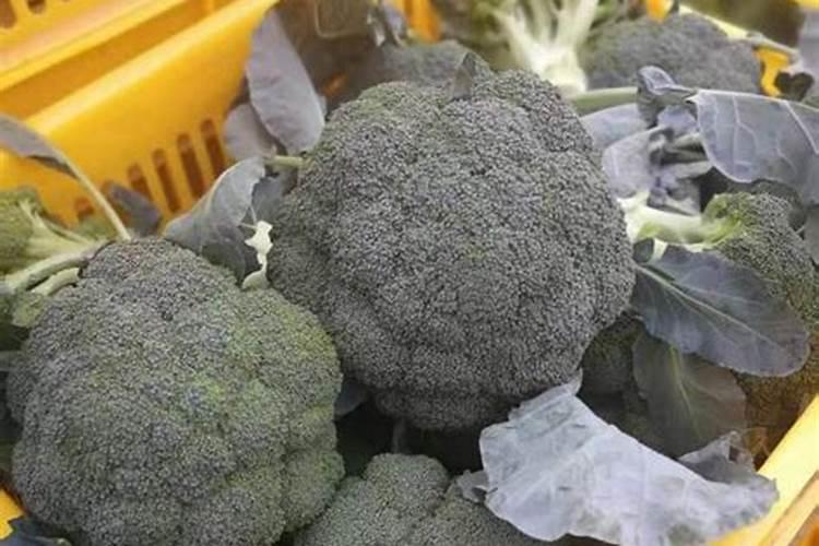 西兰花施什么肥最好