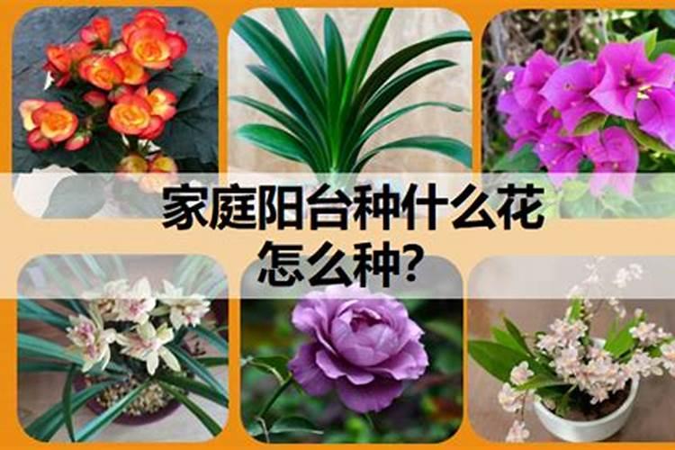 栀子花用什么肥料最好