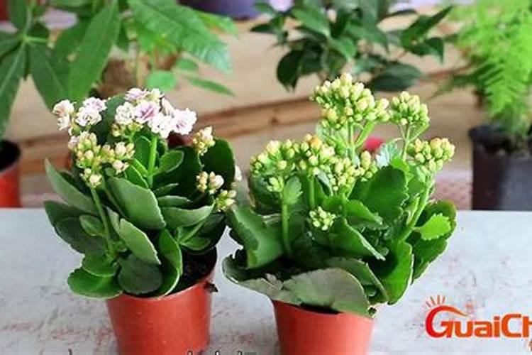 长寿花叶面可以喷磷酸二氢钾吗花卉百科