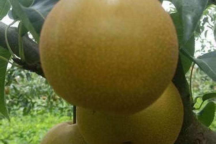 什么原因导致沙梨发生缺硼症状的？