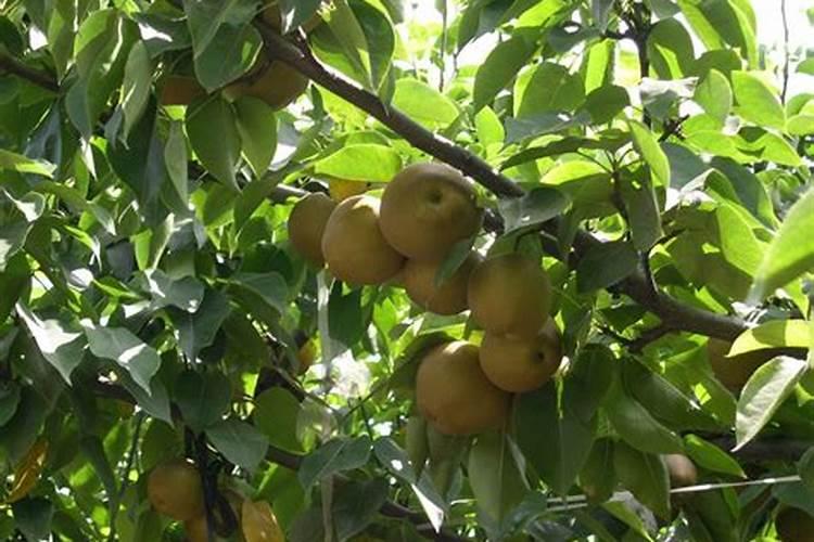 梨树施肥时间和方法 注意事项有哪些