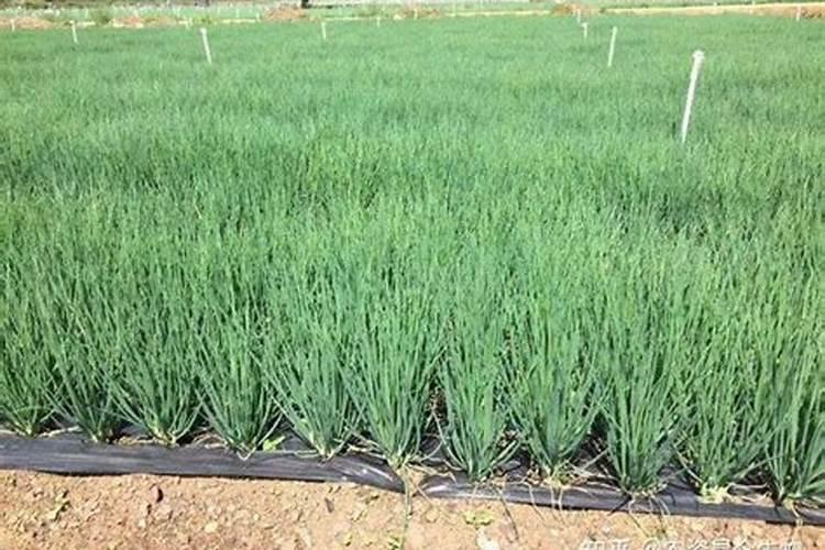 小葱用什么肥料长得快(种小葱需要喷施什么叶面肥)