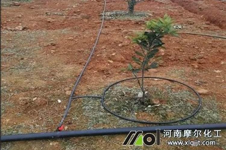 茉莉花大量元素水溶肥用什么好