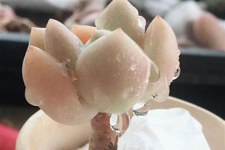 蕃茄浇水的正确方法(给番茄浇水需要注意什么)