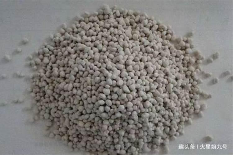 大樱桃种植技术