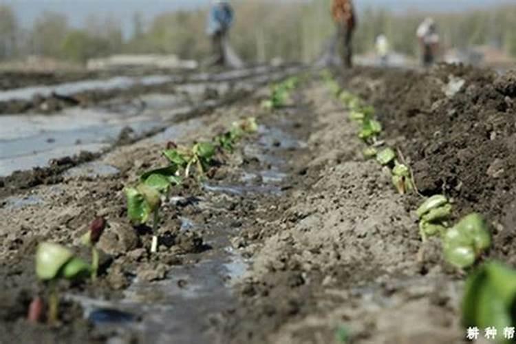 铵态氮适合什么植物吸收
