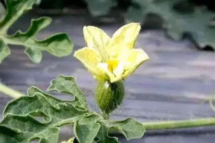 荔枝开花施什么肥