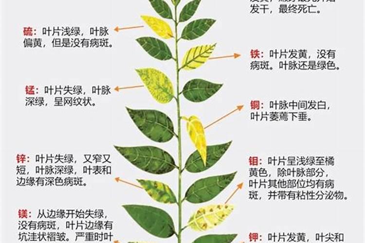 怎么判断月季要施肥了