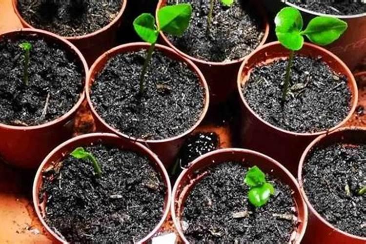 猕猴桃什么时间施叶面肥比较好？怎么施？