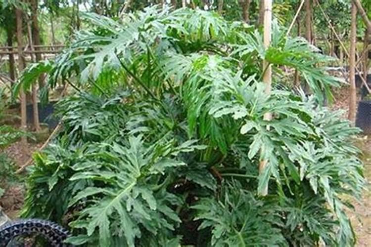 花生三遍药施肥方法,到底靠谱不靠谱？