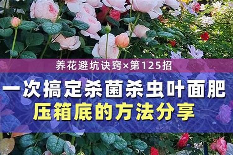 喷施叶面肥以后隔几天可以喷施其它农药
