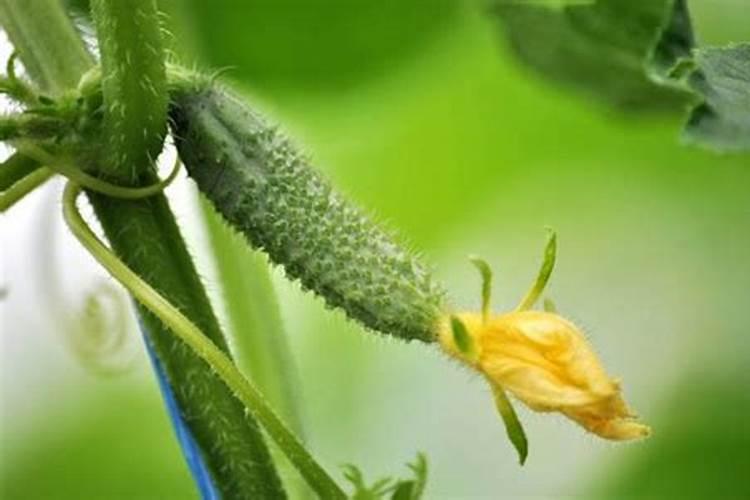 黄瓜忌什么肥晚黄瓜种植时间黄瓜挂不住果咋回事？