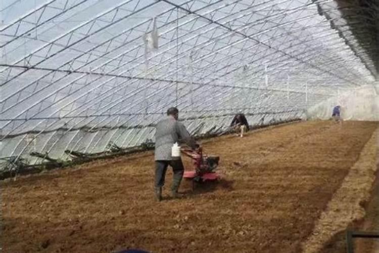 生根肥使用过程中应注意什么