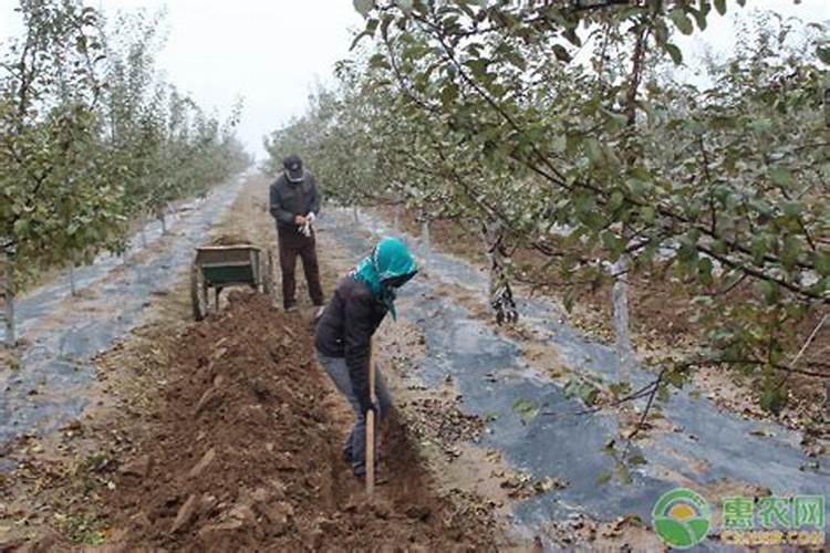 刚种一个月的小树苗能不能使用叶面肥？