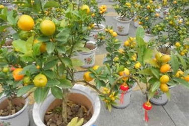 盆栽金桔开花,座果期如何管理？