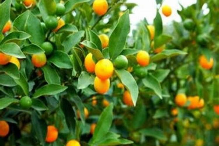 盆栽金桔什么时候施肥