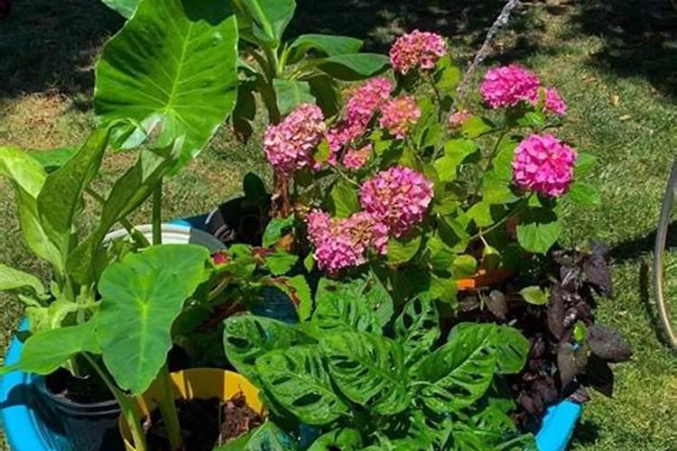 怎么使用草木灰养花 使用草木灰养花的方法