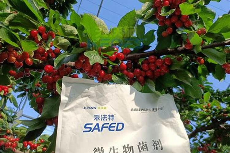樱桃采摘后施什么肥料好