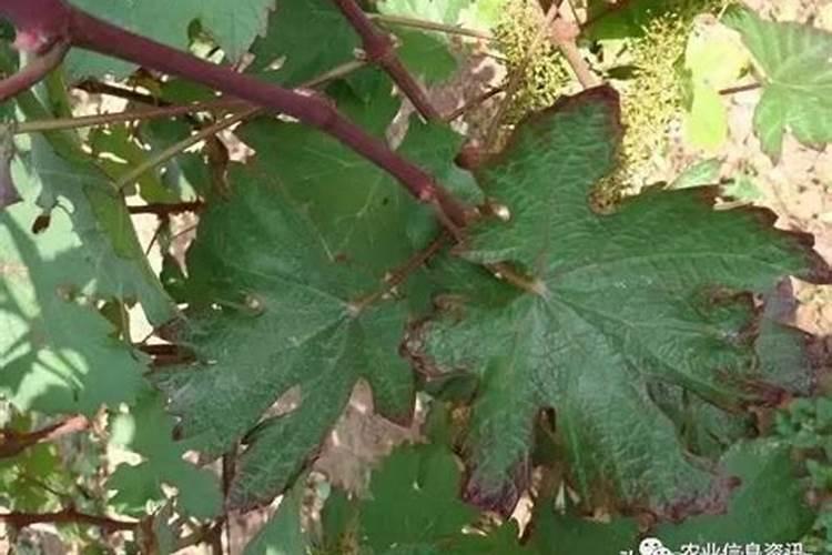 西兰花怎么施肥？西兰花生态种植方案