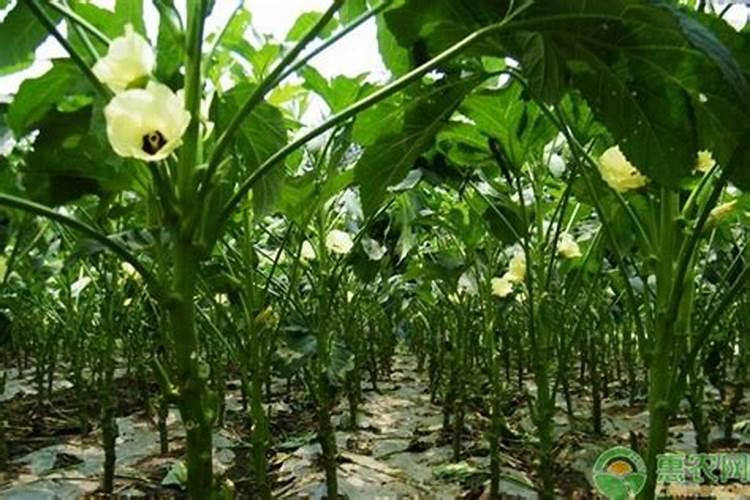秋葵只长叶子,很少量开花结果。用什么方法解决？