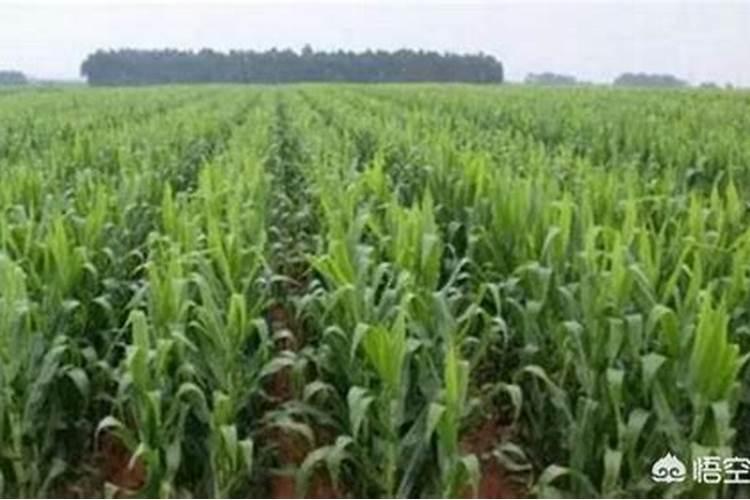 火龙果花皮果原因是什么 有哪些防治措施