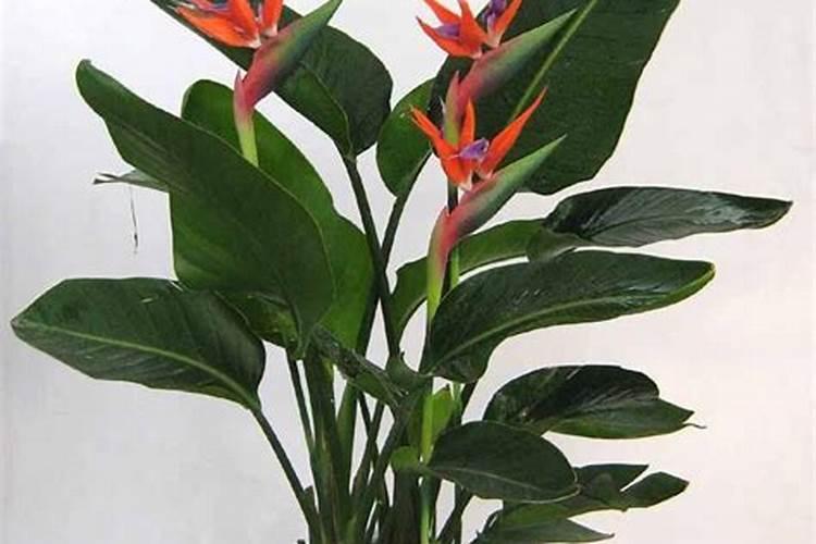 菊花施肥方法,用什么肥好