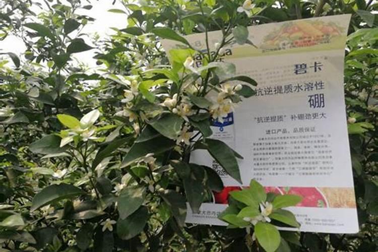 花椒树施肥方法