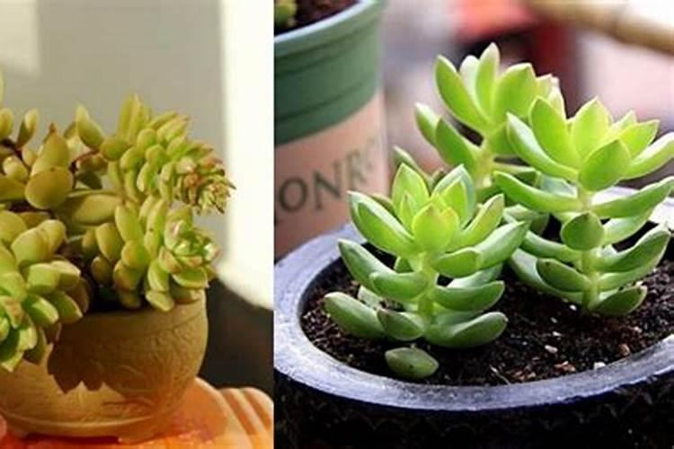 多肉植物施什么肥好
