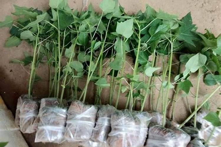 山东农产品价格