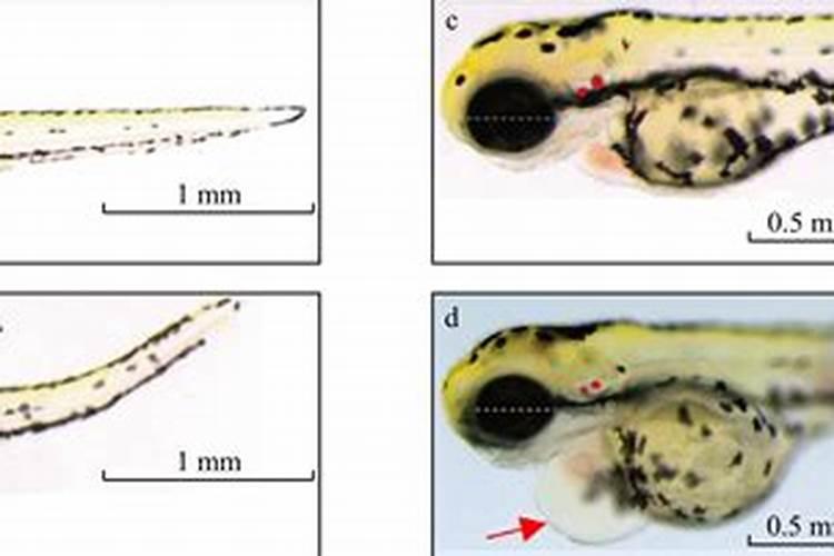 大白菜价格进低谷,收购价不到2毛,为什么这么便宜？