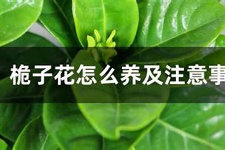 文竹怎么施肥,文竹施什么肥料好/氮肥为主