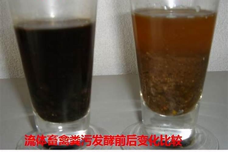 福鼎白茶养茶需要多久