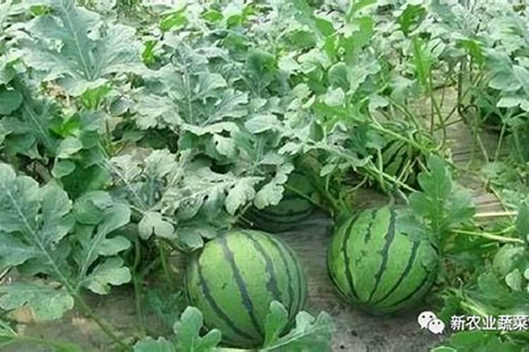 文竹叶子发黄用什么肥料