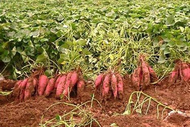 红薯种植根茎块膨大肥料哪种好？红薯膨果期用什么肥料？