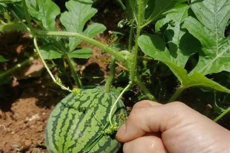 茄子怎样打叶和整枝