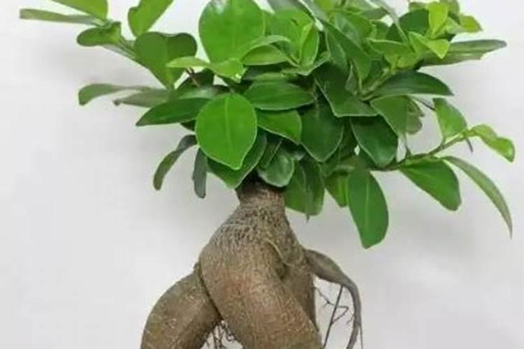 种土豆用什么肥料最好高产