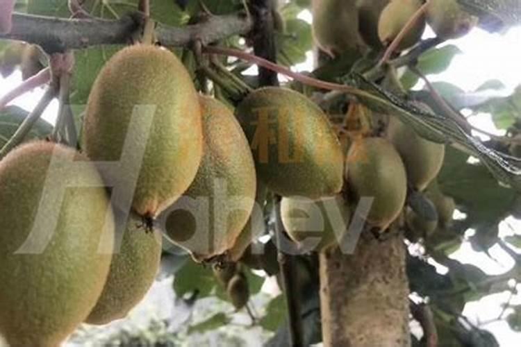 多肉“桃蛋”桃之卵怎么养？如何浇水、施肥和换盆？