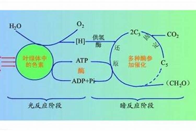 鱼蛋白液体肥使用方法 简述鱼蛋白液体肥使用方法