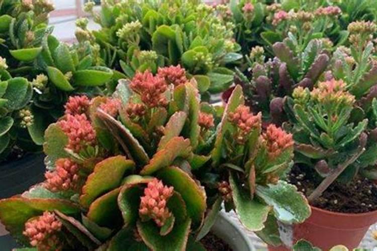 苹果几月份打硼好