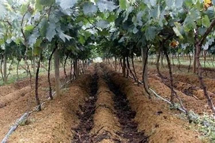 水溶肥与叶面肥的区别