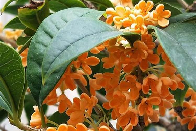 桂花26栽培要点