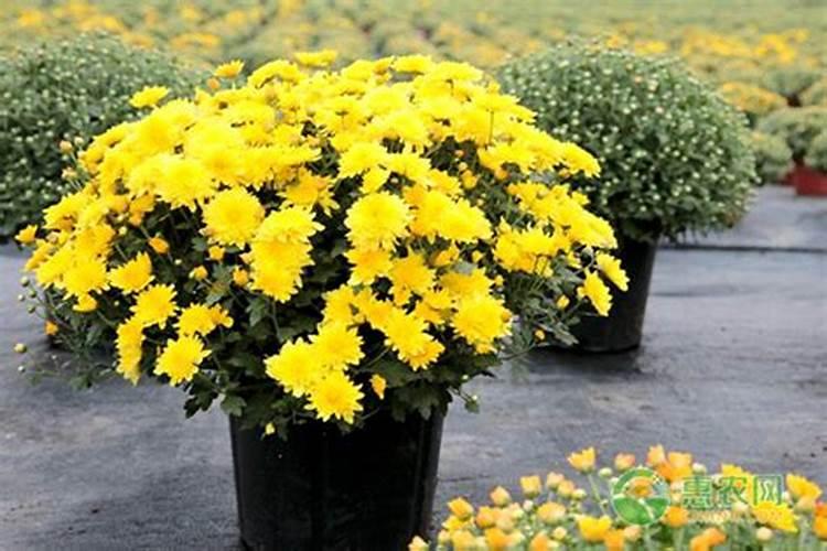 菊花有哪些需肥的特性？