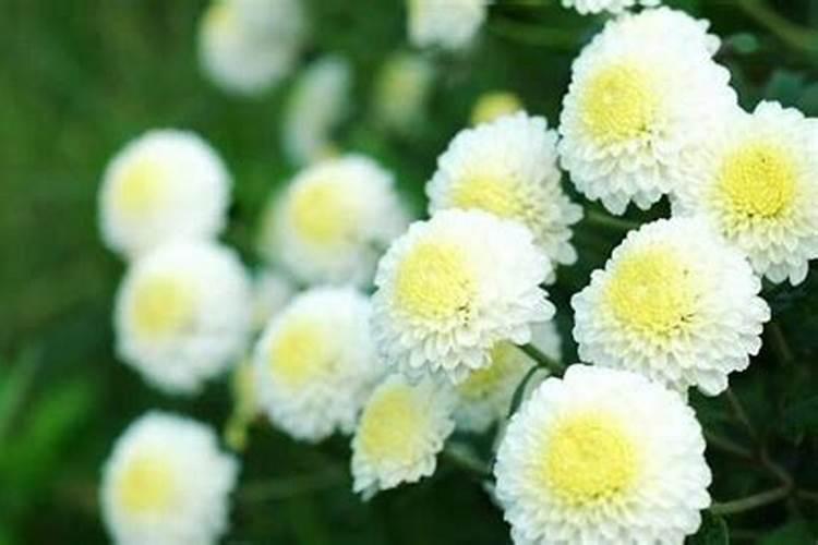 菊花施肥的时间和方法介绍