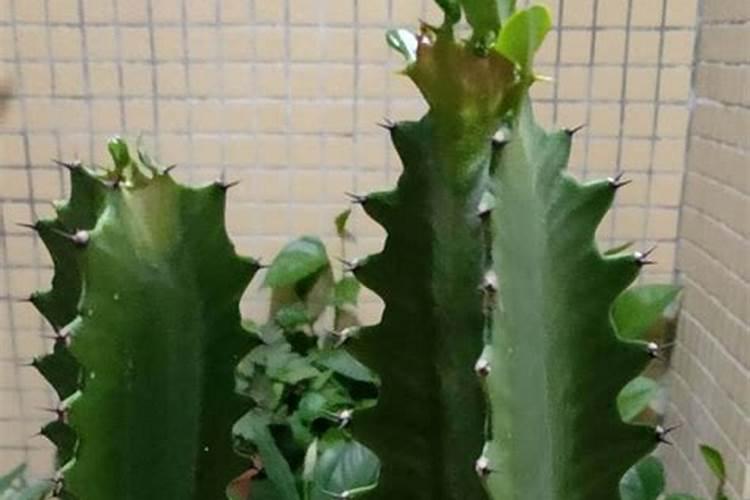 油菜如何喷施硼肥？油菜施硼肥注意事项？