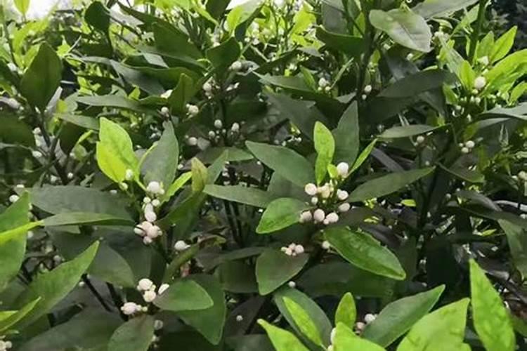 什么水果皮是氮肥