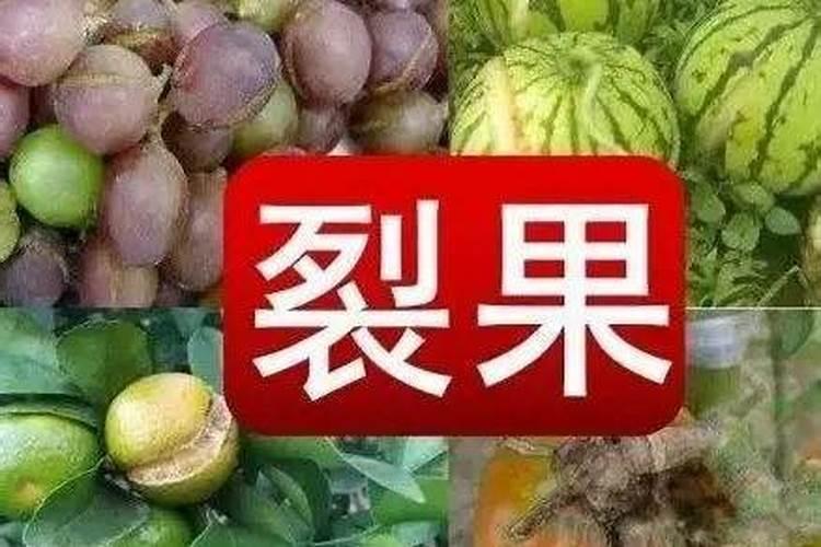 老师们,小柿子列果怎么办？