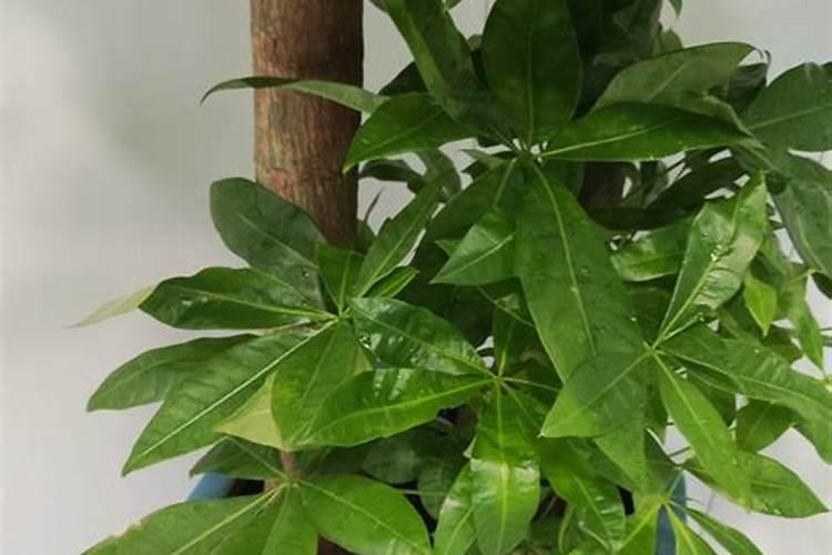 梨树种植管理需要注意哪些问题